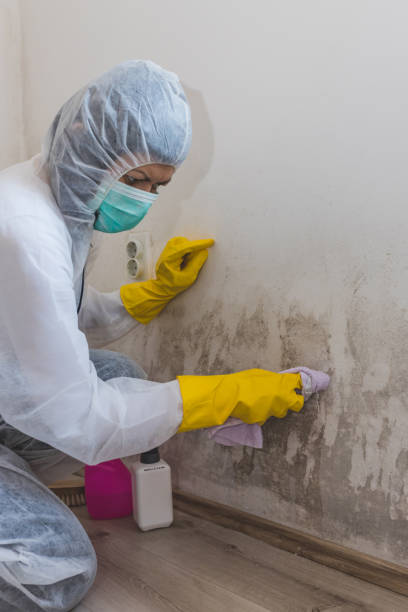Mold Odor Removal Services in Ballenger Creek, MD
